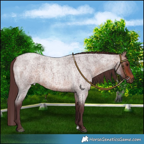 Horse Color:Chocolate Bay Roan