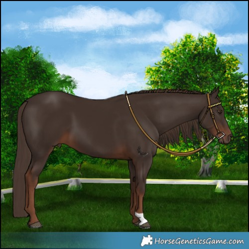 Horse Color:Liver Chestnut 