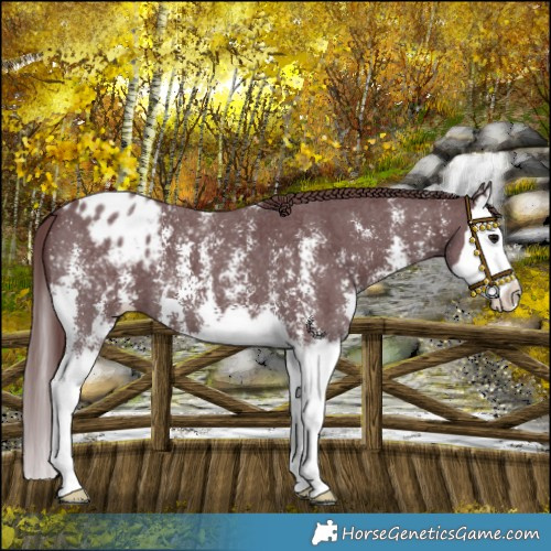 Horse Color:Chocolate Smoky Black Sabino Splash Blanket 