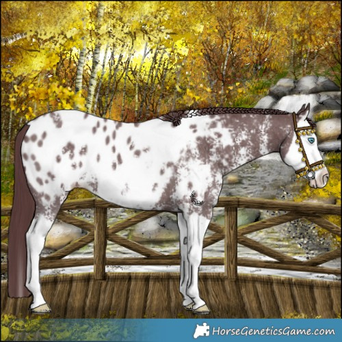 Horse Color:Chocolate Black Sabino Splash Near Leopard 