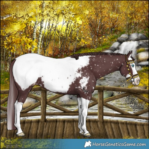 Horse Color:Chocolate Black Splash Snowcap 