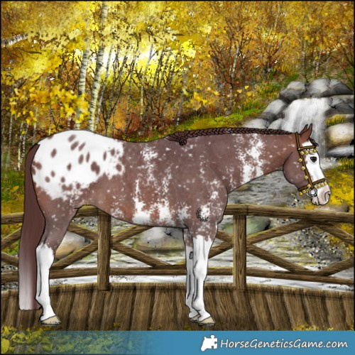 Horse Color:Chocolate Brown Sabino Splash Blanket
