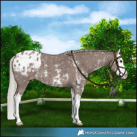 Horse Color:Chocolate Silver Smoky Black Sabino Splash Blanket 