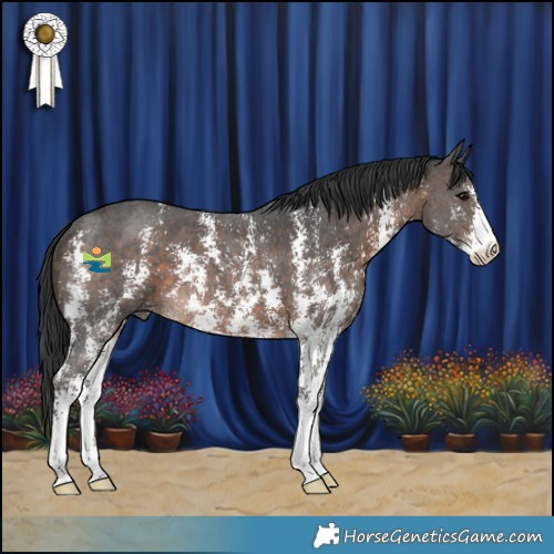 Horse Color:Brown Sabino