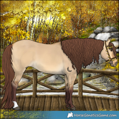 Horse Color:Chocolate Buckskin Dun