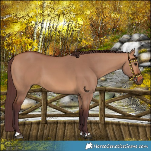 Horse Color:Chocolate Bay Dun