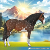 Horse Color:Bay Snowflake Varnish