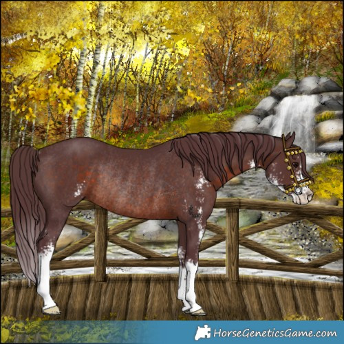 Horse Color:Chocolate Brown Sabino Rabicano