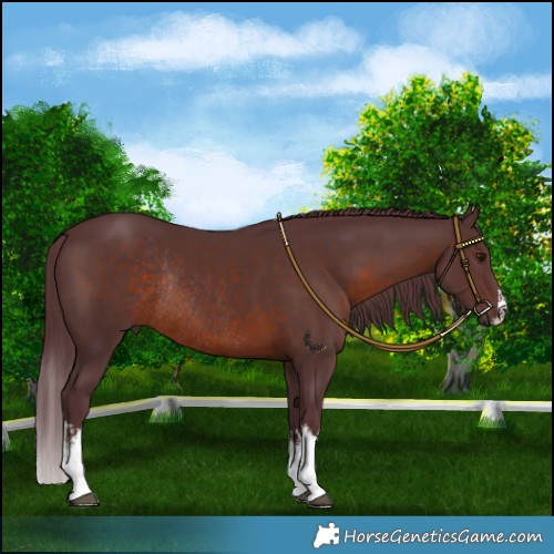 Horse Color:White Spotted Chocolate Brown Rabicano