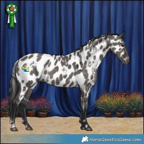 Horse Color:White Spotted Grullo Appaloosa Rabicano 