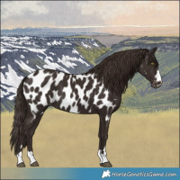 Horse Color:Liver Chestnut Near Leopard
