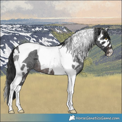 Horse Color:Brown Roan Tobiano Skewed LP Spotted 