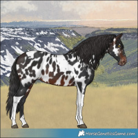 Horse Color:Brown Tobiano Near Leopard 