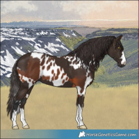 Horse Color:Liver Chestnut  and Bay Skewed LP Spotted 