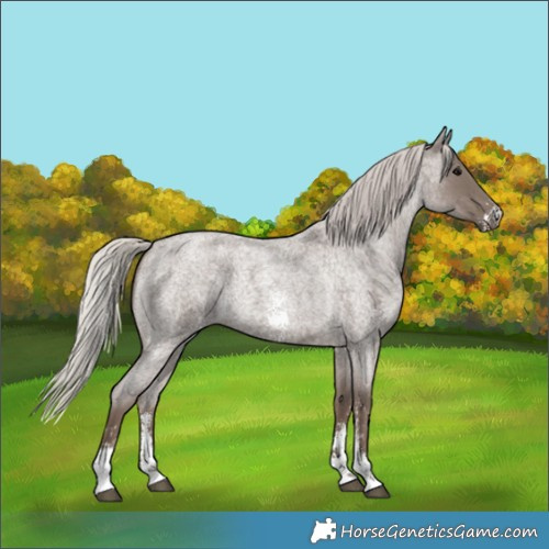 Horse Color:Unknown 