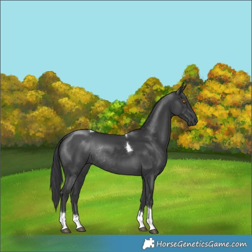 Horse Color:Black Tobiano Rabicano 