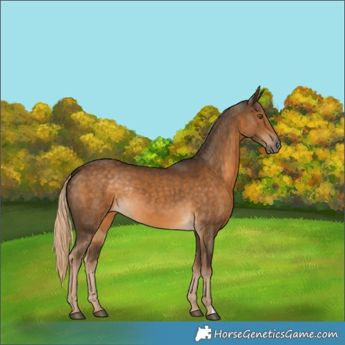 Horse Color:Chocolate Palomino Rabicano