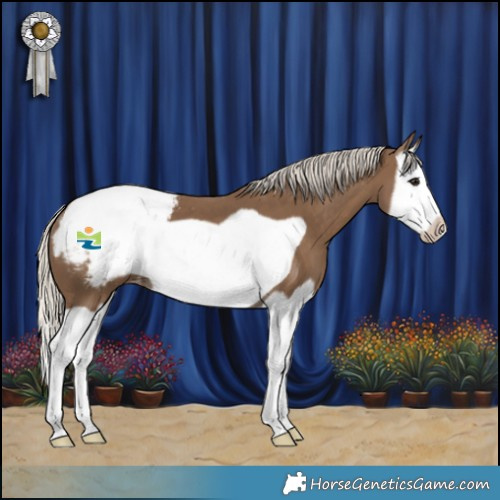 Horse Color:Silver Smoky Black Splash Frame Appaloosa 