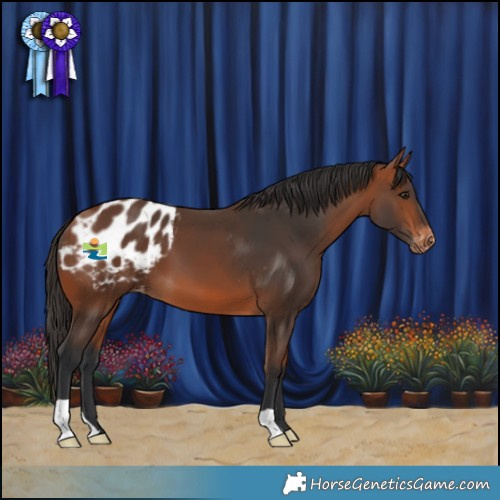 Horse Color:Bay Appaloosa 