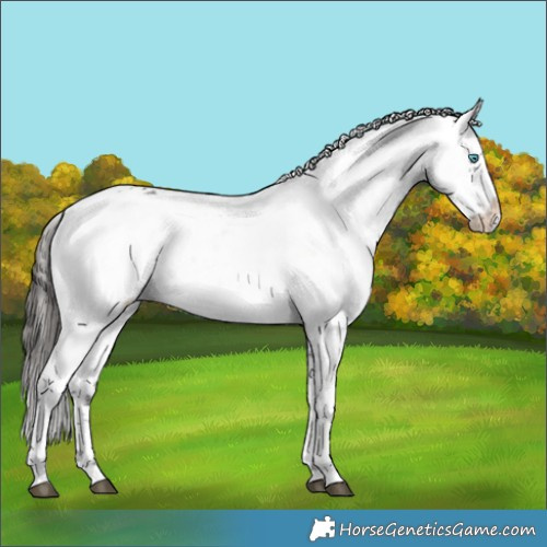 Horse Color:Liver Chestnut Frame 