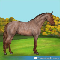 Horse Color:Red Roan