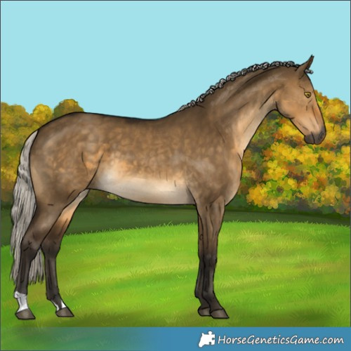 Horse Color:Gray Silver Buckskin Dun 