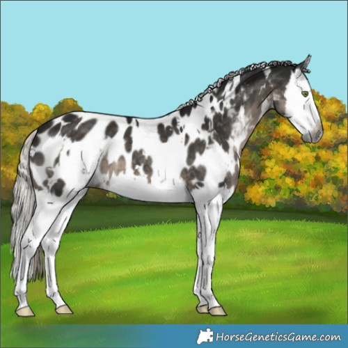 Horse Color:Gray White Spotted Silver Smoky Black Splash Appaloosa