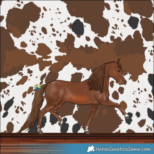 Horse Color:Chestnut Rabicano 