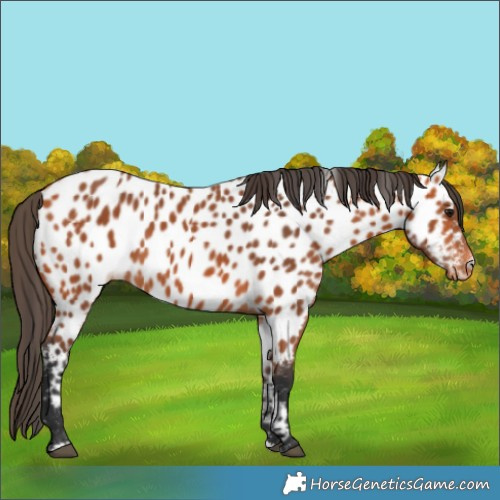 Horse Color:Unknown 