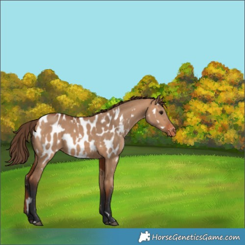 Horse Color:White Spotted Bay Dun Appaloosa 