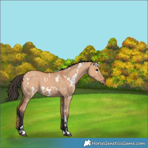 Horse Color:White Spotted Bay Dun 