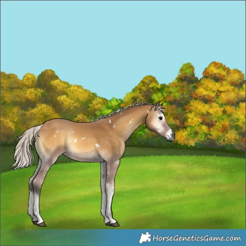 Horse Color:Gray White Spotted Silver Buckskin Onyx