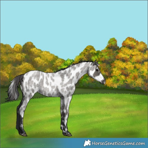 Horse Color:Grullo Roan Appaloosa 