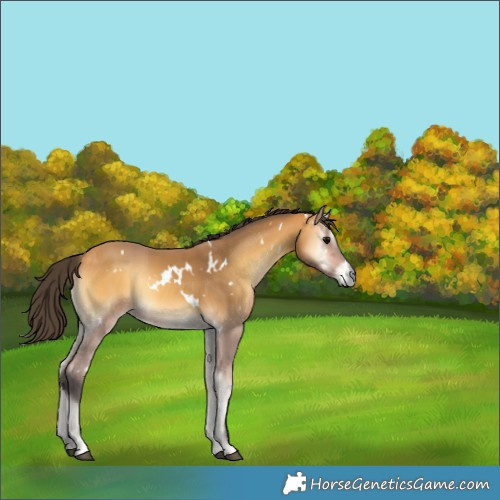 Horse Color:White Spotted Buckskin Onyx 