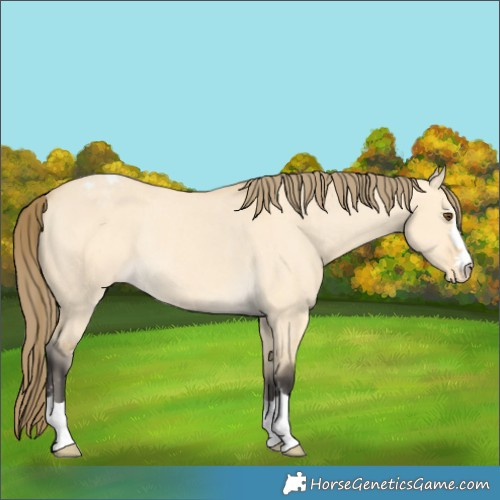 Horse Color:Buckskin Dun Appaloosa Rabicano 