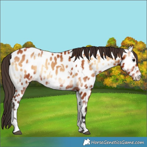 Horse Color:White Spotted Bay Onyx Appaloosa