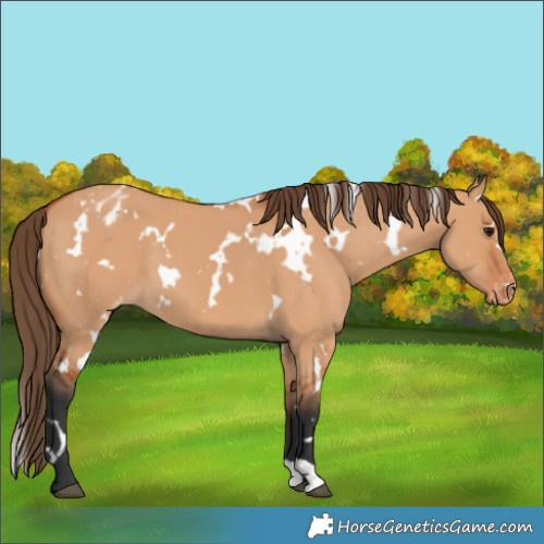 Horse Color:White Spotted Bay Dun Appaloosa 