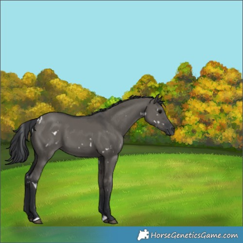 Horse Color:White Spotted Grullo 
