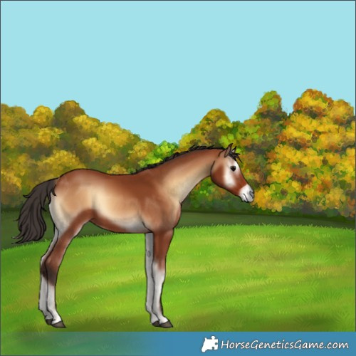 Horse Color:Bay Onyx 