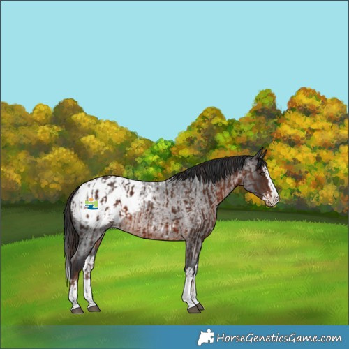 Horse Color:Liver Chestnut Appaloosa and Brown Roan Splash Appaloosa Rabicano