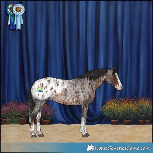 Horse Color:Liver Chestnut Blanket and Brown Roan Splash Snowcap Rabicano