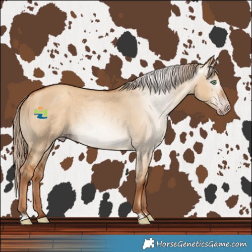 Horse Color:Gray Gold Champagne Dun 