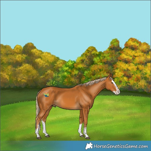 Horse Color:Palomino Splash 