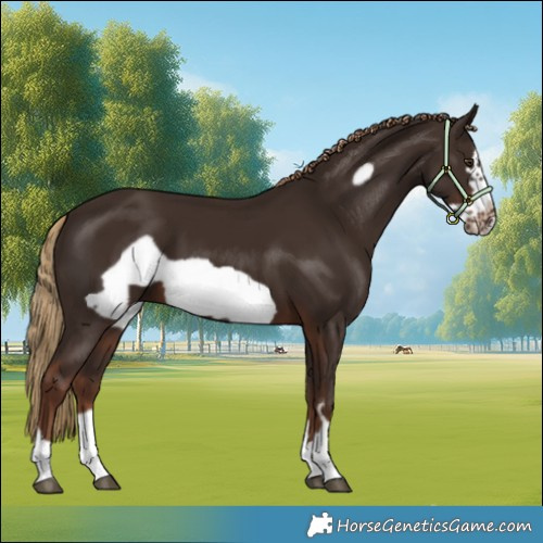 Horse Color:Liver Chestnut Frame 