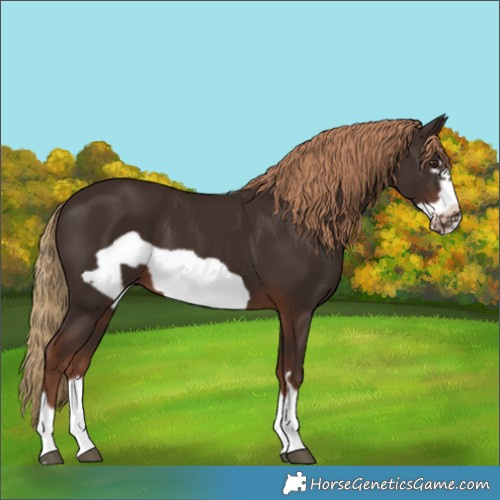 Horse Color:Liver Chestnut Frame 