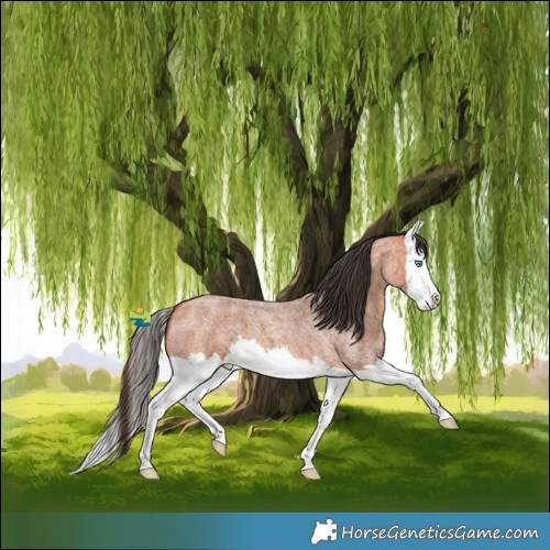 Horse Color:Bay Roan Splash 