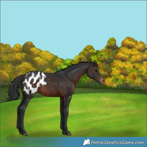 Horse Color:Brown Appaloosa 