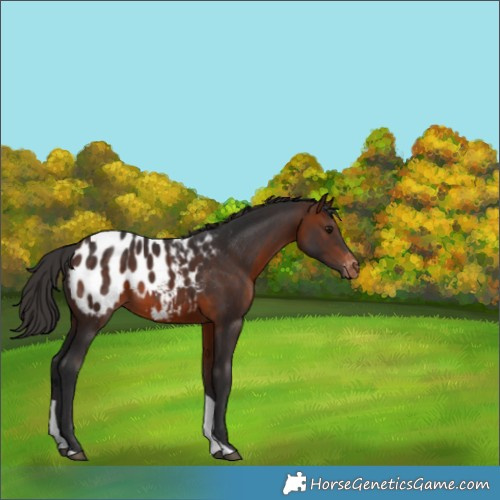 Horse Color:Brown Tobiano Appaloosa 