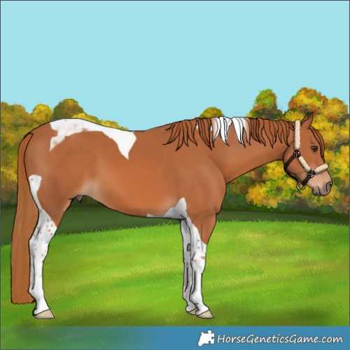 Horse Color:Chestnut Tobiano