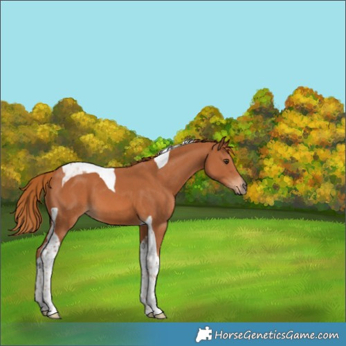 Horse Color:Chestnut Tobiano